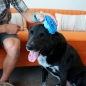 Preview: KONG ZOOMGROOM Hundebürste - Hundestriegel